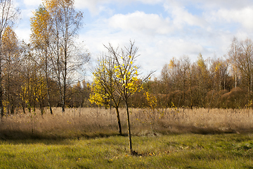 Image showing foliage trees