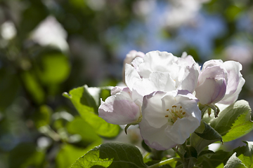 Image showing flowers of an apple