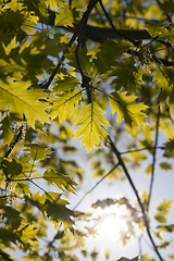 Image showing oak foliage