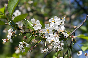 Image showing cherry blossoms