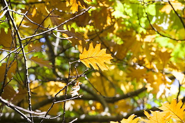 Image showing orange oak foliage