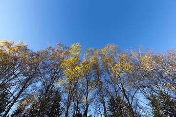 Image showing yellow foliage