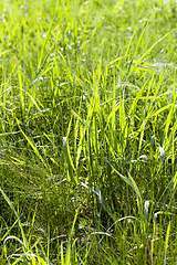 Image showing green grass sprouts