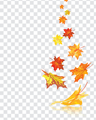 Image showing Maple leaves on transparency grid