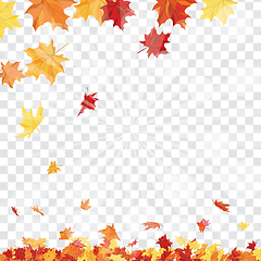 Image showing Maple leaves on transparency grid