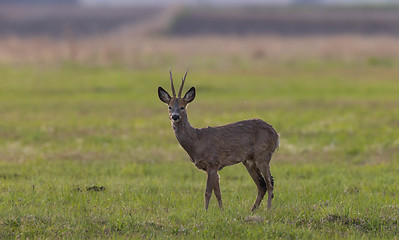 Image showing Roe Deer(Capreolus capreolus) male in spring