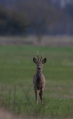 Image showing Roe Deer(Capreolus capreolus) male in spring