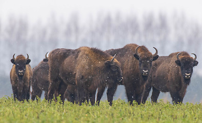 Image showing European Bison herd resting in snowy field