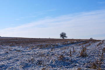 Image showing Harvested corn field in winter