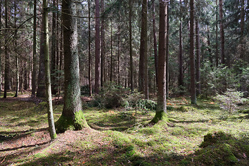 Image showing Springtime coniferous forest tree stan in sun