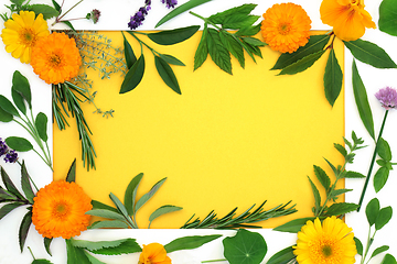 Image showing Healing Herb and Edible Flower Background Border Frame