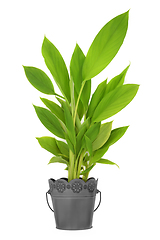 Image showing Turmeric Spice Growing in a Plant Pot