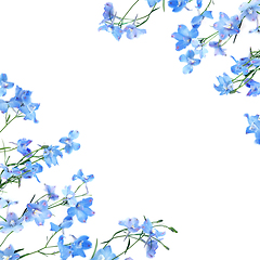 Image showing Blue Delphinium Flower Background Border