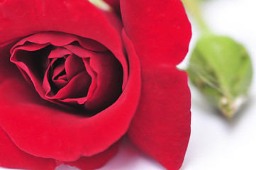 Image showing Red rose flower on white background