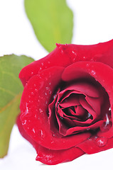 Image showing Red rose flower on white background