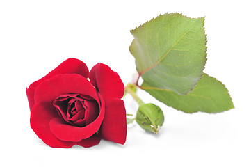 Image showing Red rose flower on white background