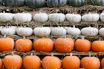 Image showing background from autumn harvested pumpkins