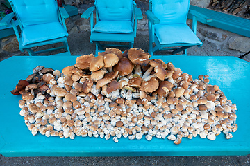 Image showing collected mushrooms boletus in pile