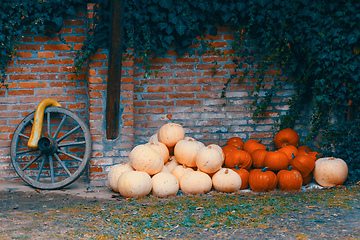 Image showing Ripe autumn pumpkins on the farm