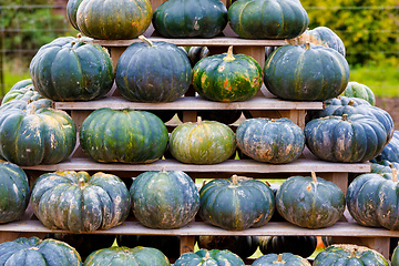 Image showing background from autumn harvested pumpkins