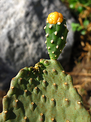 Image showing Close-up of green big cactus