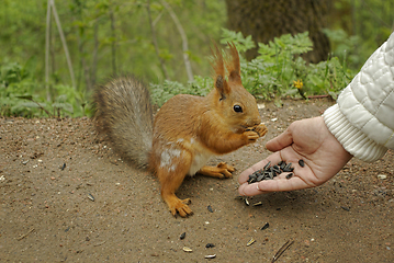 Image showing Female hand with sunflower seeds feeding a squirrel