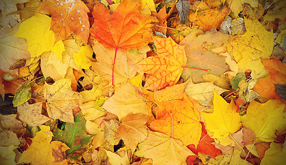 Image showing Bright autumn background from fallen leaves of maple