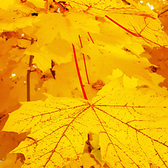 Image showing Bright autumn background from yellow foliage of maple