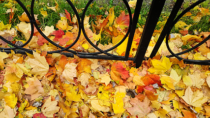 Image showing Bright autumn fallen leaves on green grass with cast iron fence