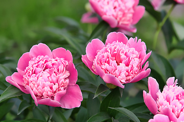 Image showing Beautiful delicate pink peony in summer garden