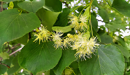 Image showing Branch of lime tree with white flowers