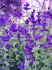Image showing Beautiful Salvia in the garden
