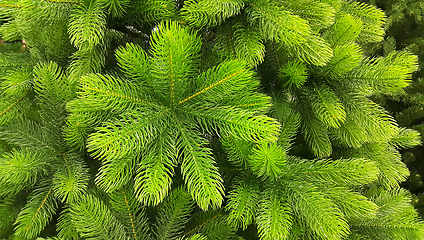 Image showing Bright green branches of an artificial Christmas tree