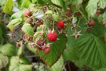 Image showing Branch of raspberries with berries