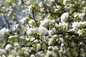 Image showing apple blossoms