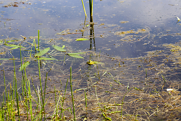 Image showing hiding in the water