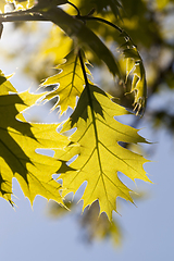 Image showing oak in spring