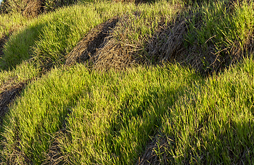 Image showing agriculture in autumn