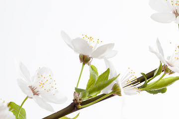 Image showing cherry flowers