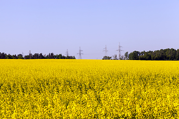 Image showing rapeseed sky