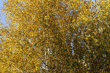 Image showing birch leaves