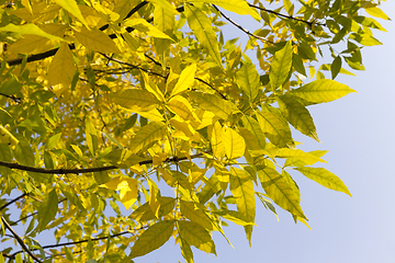 Image showing branch of a maple