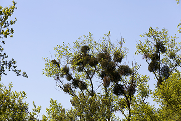 Image showing parasitized by mistletoe