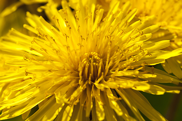 Image showing one yellow dandelions