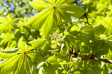 Image showing leaves of chestnut