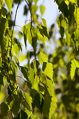 Image showing beautiful young birch foliage