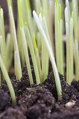 Image showing dense germinated grass