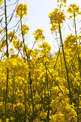 Image showing yellow rapeseed