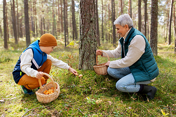 Image showing grandmother and grandson with mushrooms in forest