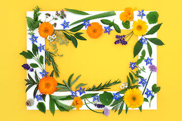 Image showing Herbs and Flowers for Alternative Medicine Background Frame